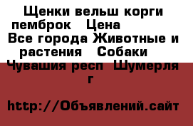 Щенки вельш корги пемброк › Цена ­ 70 000 - Все города Животные и растения » Собаки   . Чувашия респ.,Шумерля г.